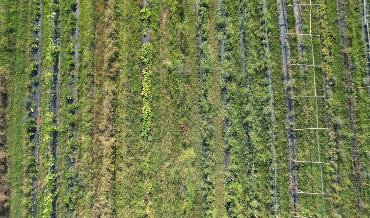 a permaculture garden that shows different crops growing side by side