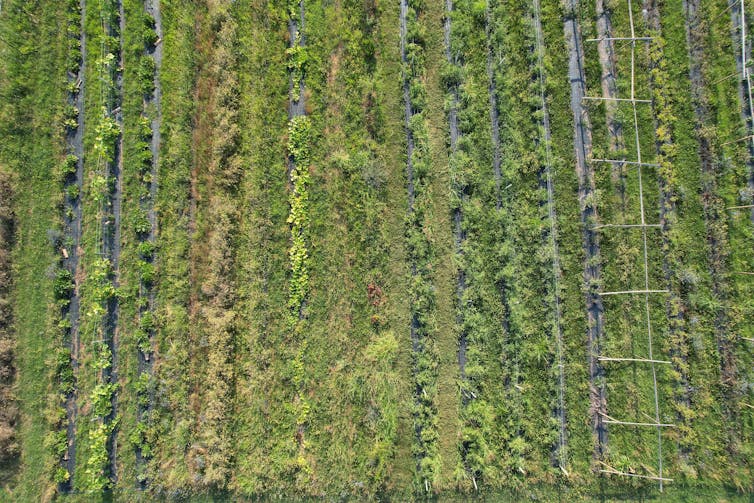 a permaculture garden that shows different crops growing side by side